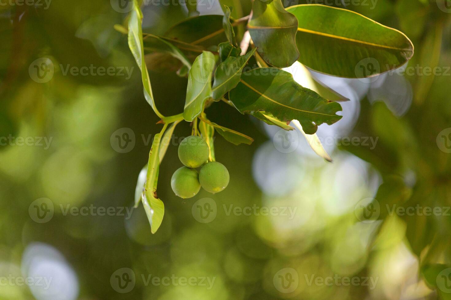 Alexandrian laurel balltree hanging from a tree photo