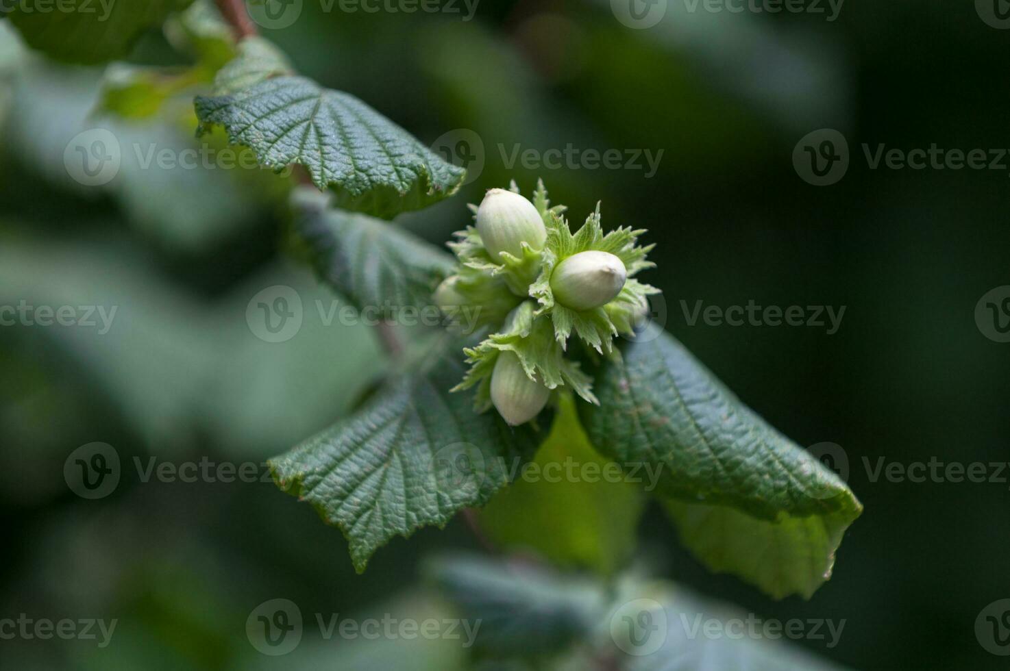 Hazelnuts still hanging from the tree photo