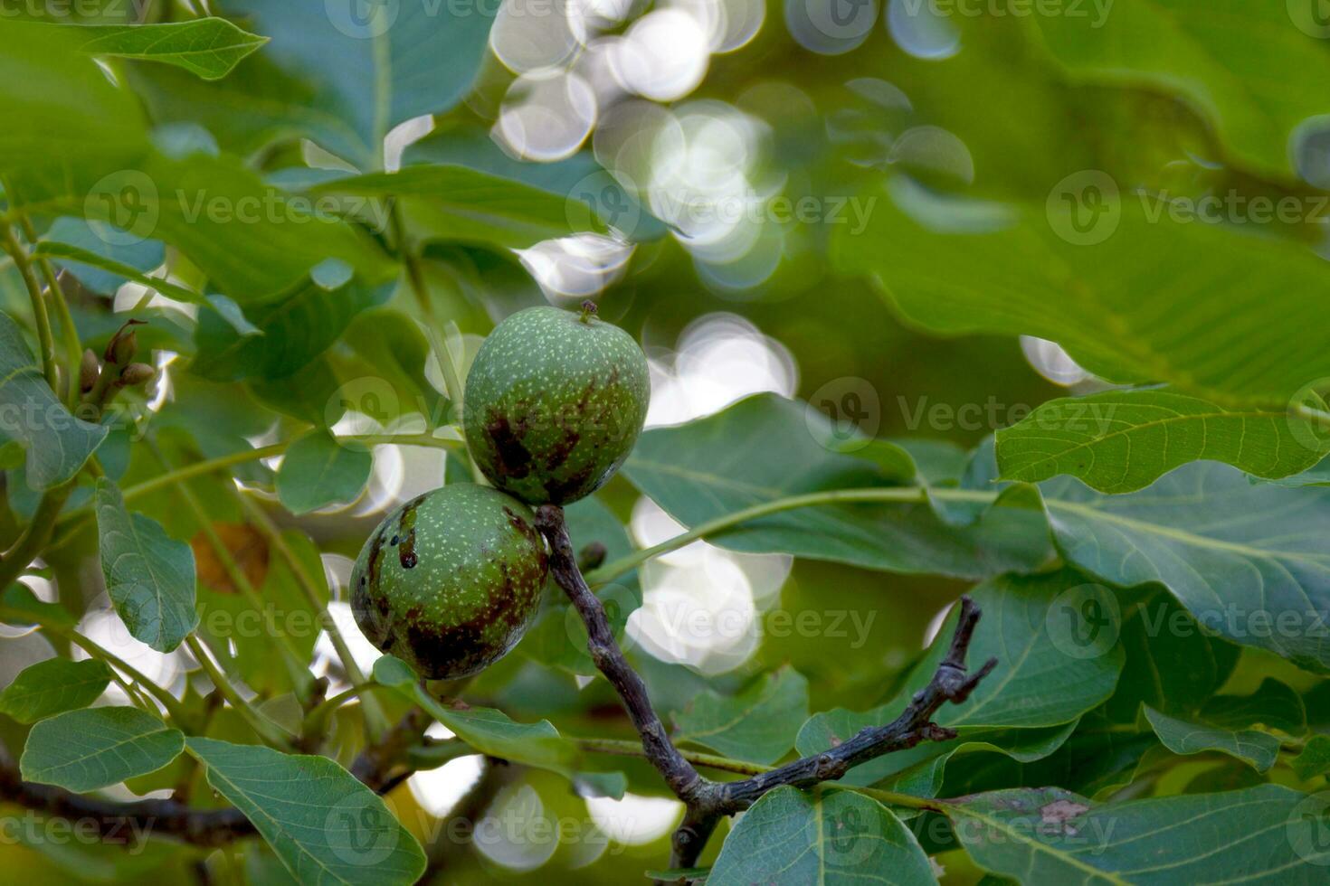 Walnuts still hanging from the tree photo