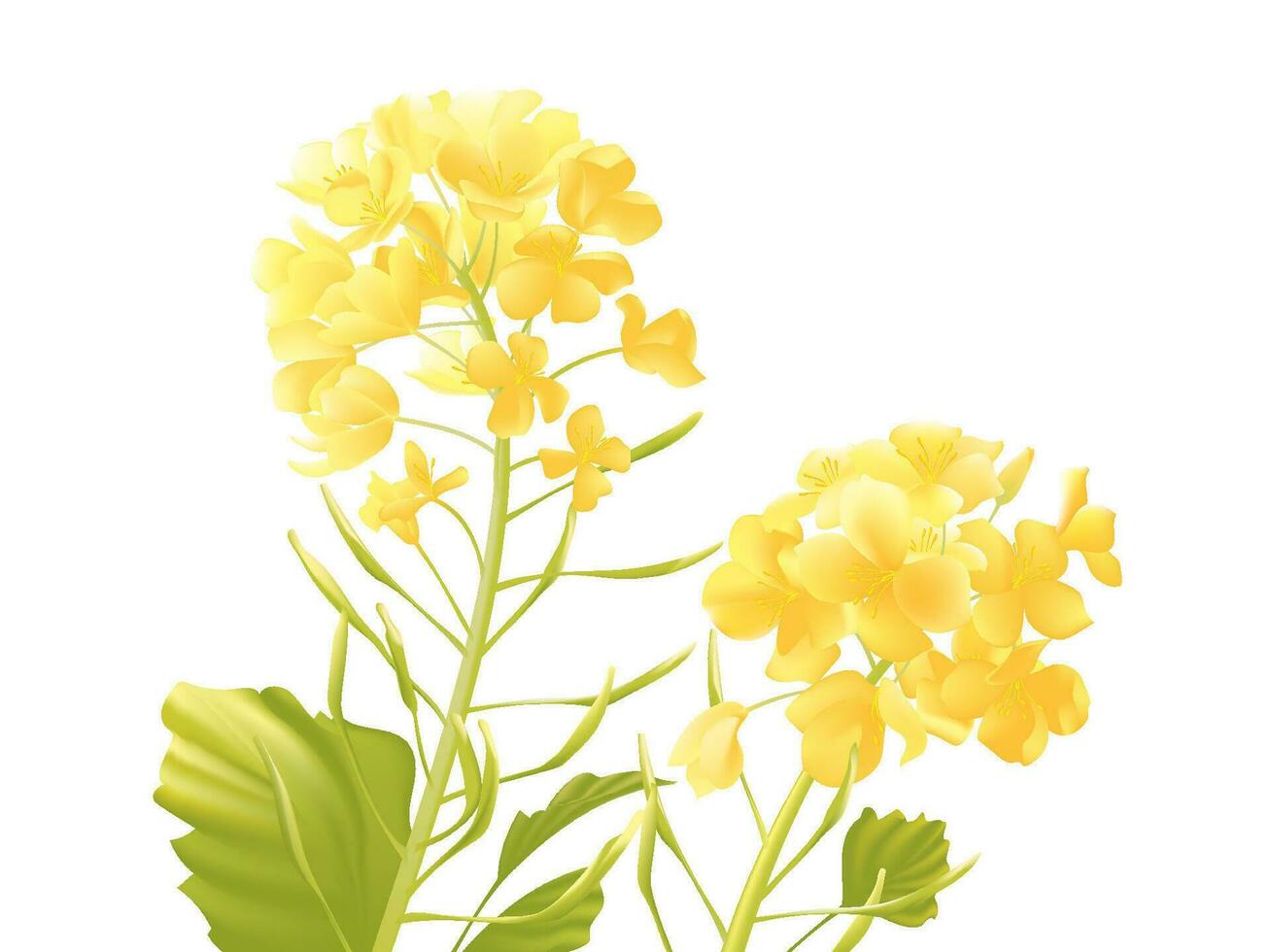 Vector hand painted spring rapeseed flowers