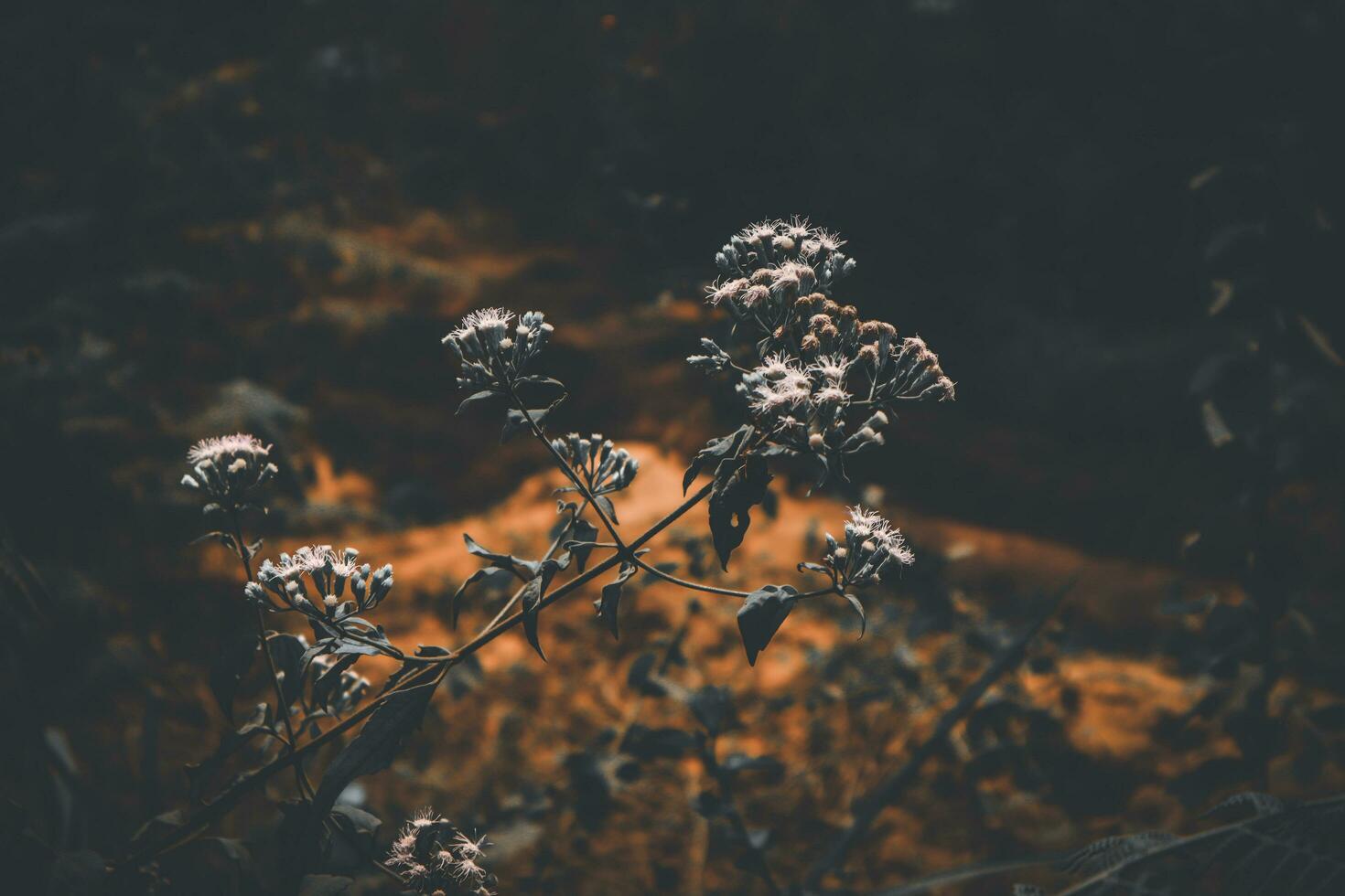 Tropical jungle flowers in dark color tone photo