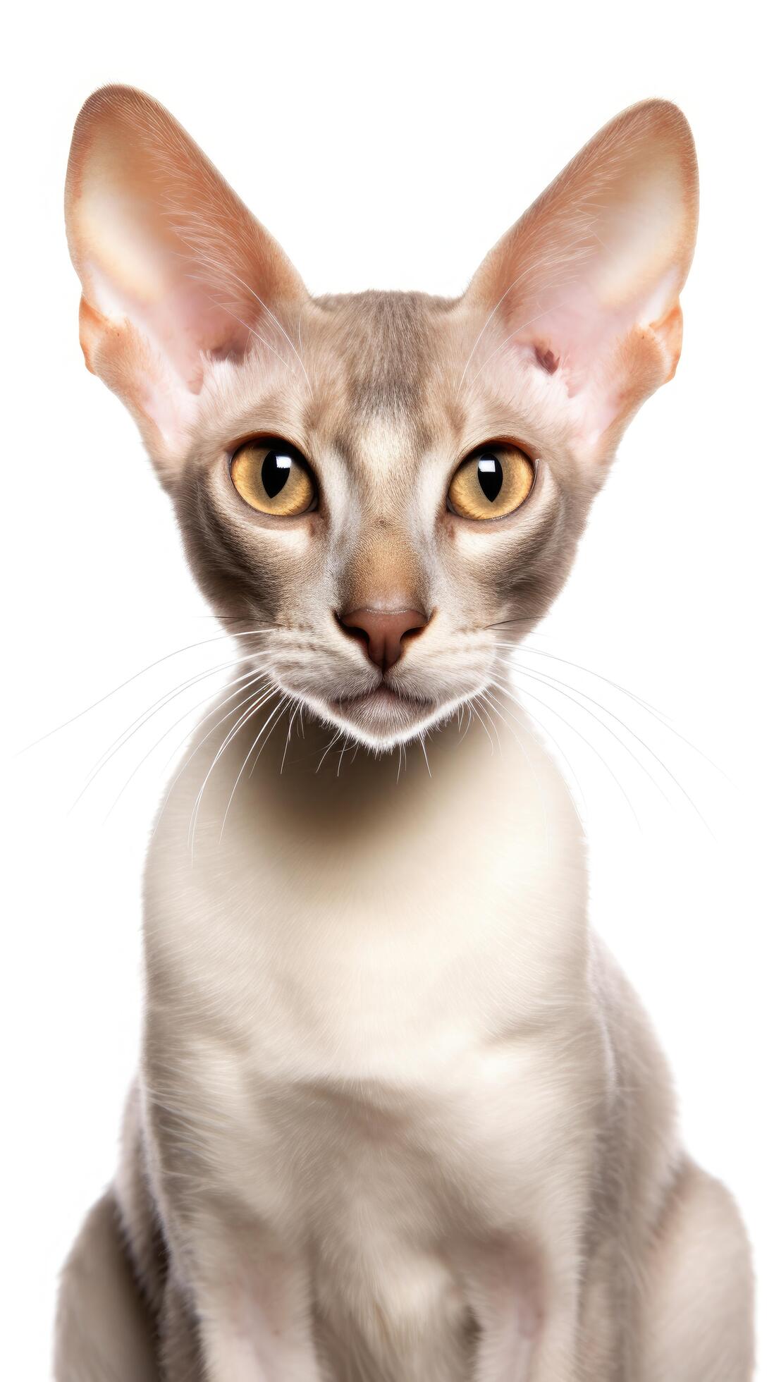 Short haired sphynx 2025