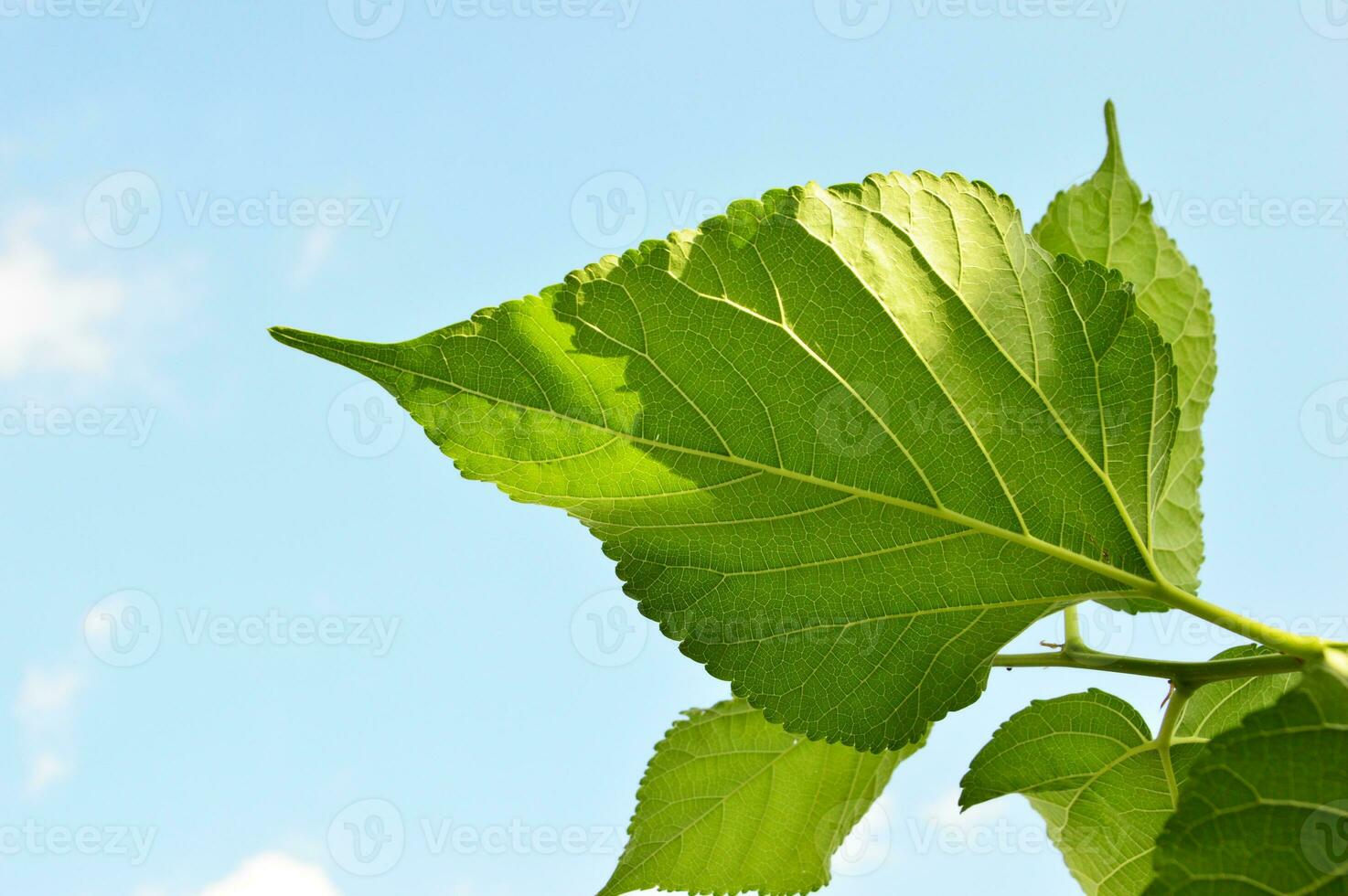 mulberry leaf close-up, pattern of green leaves photo