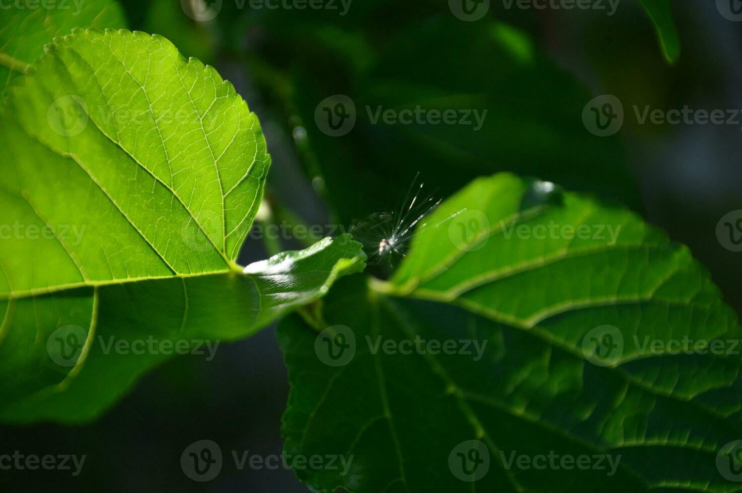 mulberry leaf close-up, pattern of green leaves photo