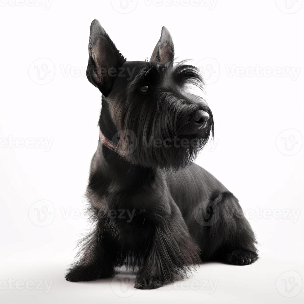 Scottish terrier breed dog isolated on a bright white background photo