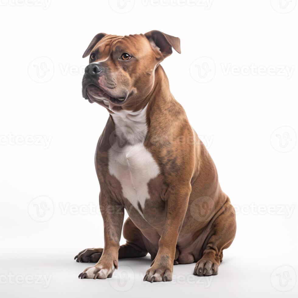 American Staffordshire terrier breed dog isolated on a bright white background photo