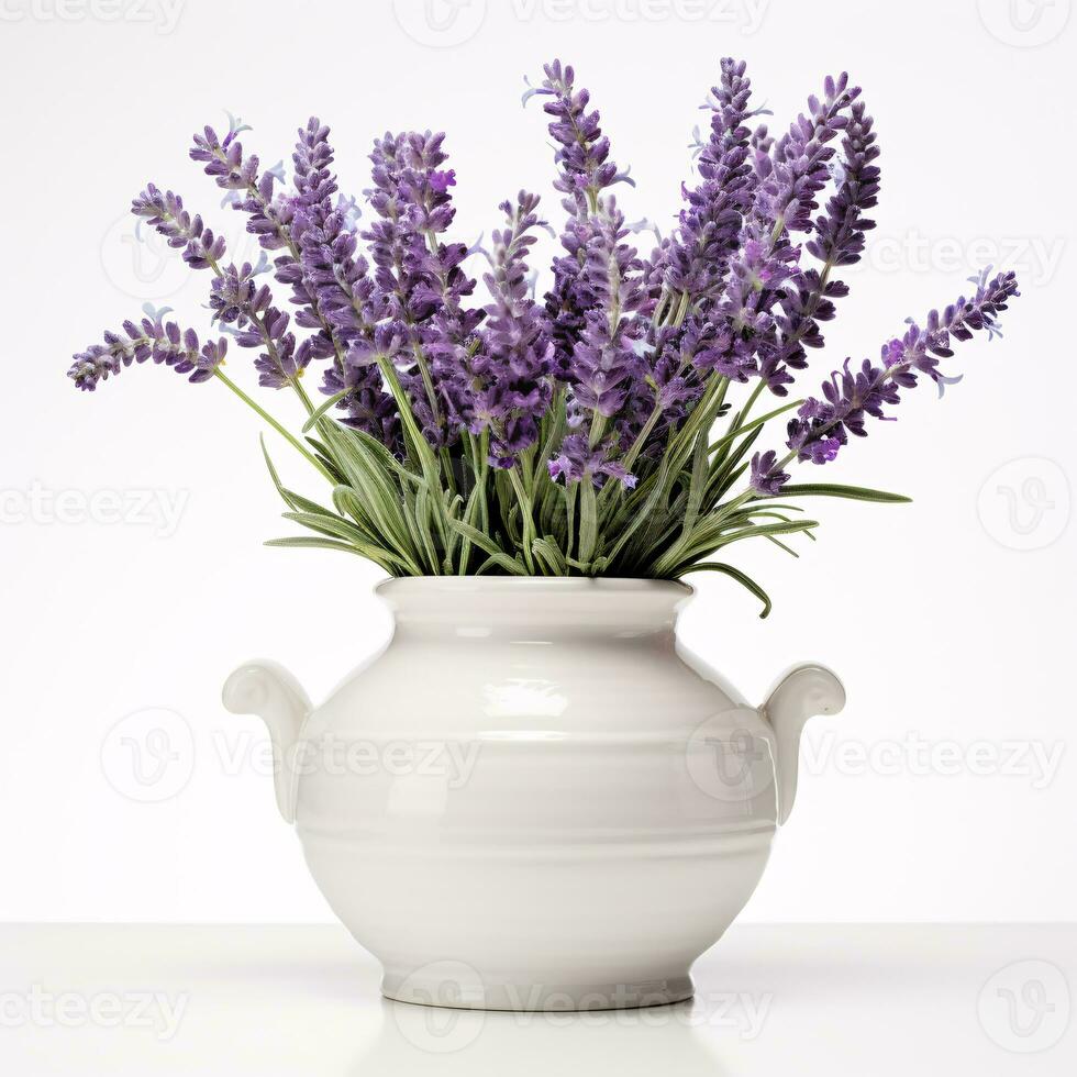 AI generative Lavender in a ceramic pot isolated on white background photo