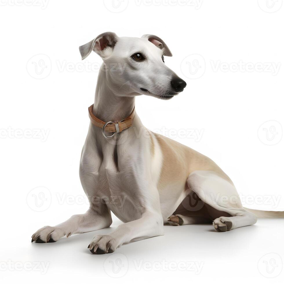 ai generativo lebrel raza perro aislado en un claro blanco antecedentes foto