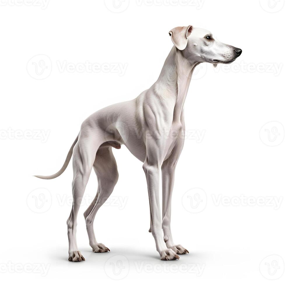 Azawakh breed dog isolated on a white background photo