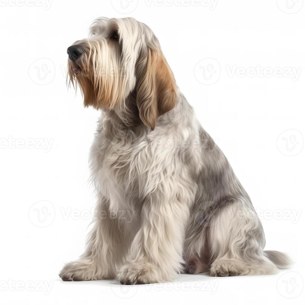 Grand Basset Griffon Venden breed dog isolated on a white background photo