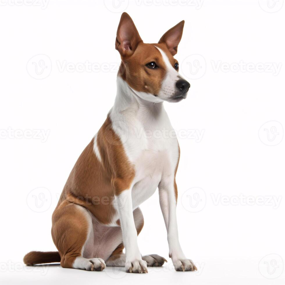 basenji breed dog isolated on a clear white background photo