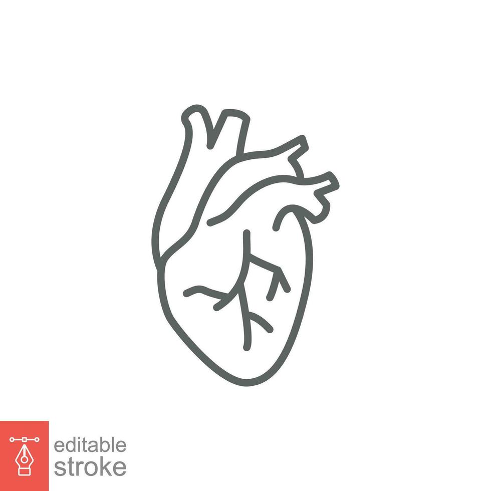 Human heart icon. Simple outline style. Internal organ, real, cardiology, cardiac anatomy, medical concept. Thin line symbol. Vector illustration isolated on white background. Editable stroke EPS 10.