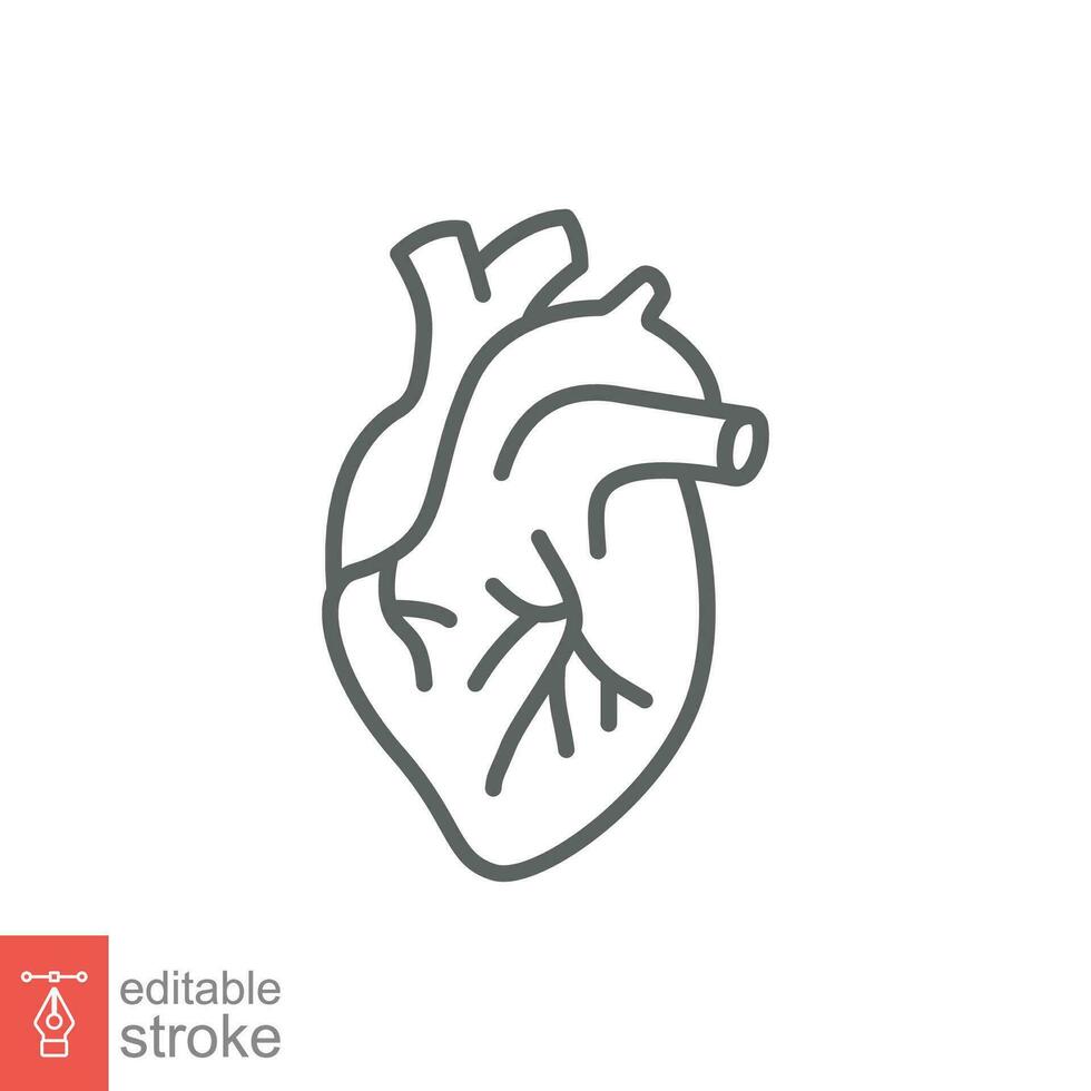 Human heart icon. Simple outline style. Internal organ, real, cardiology, cardiac anatomy, medical concept. Thin line symbol. Vector illustration isolated on white background. Editable stroke EPS 10.