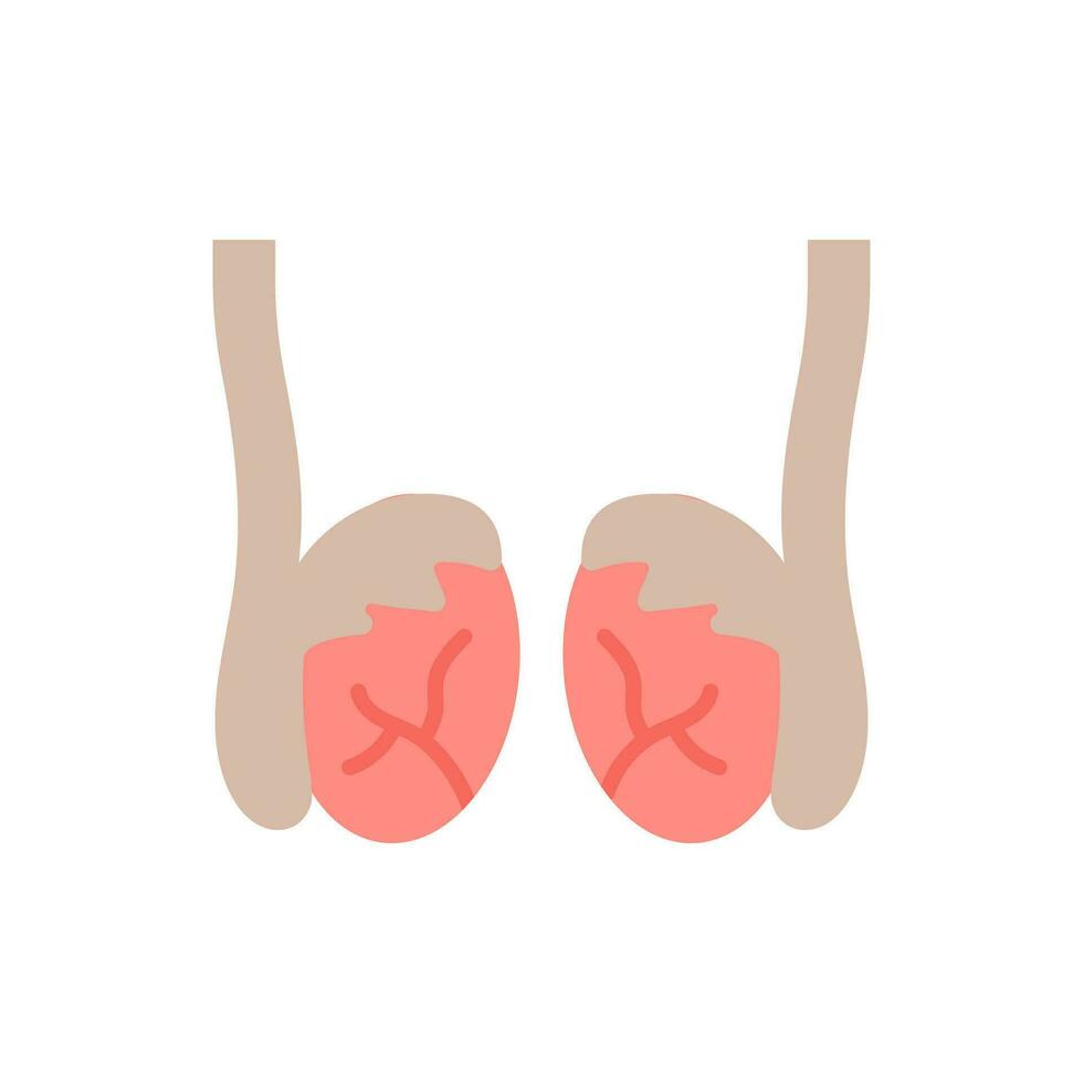 Testicles icon in vector. Illustration vector