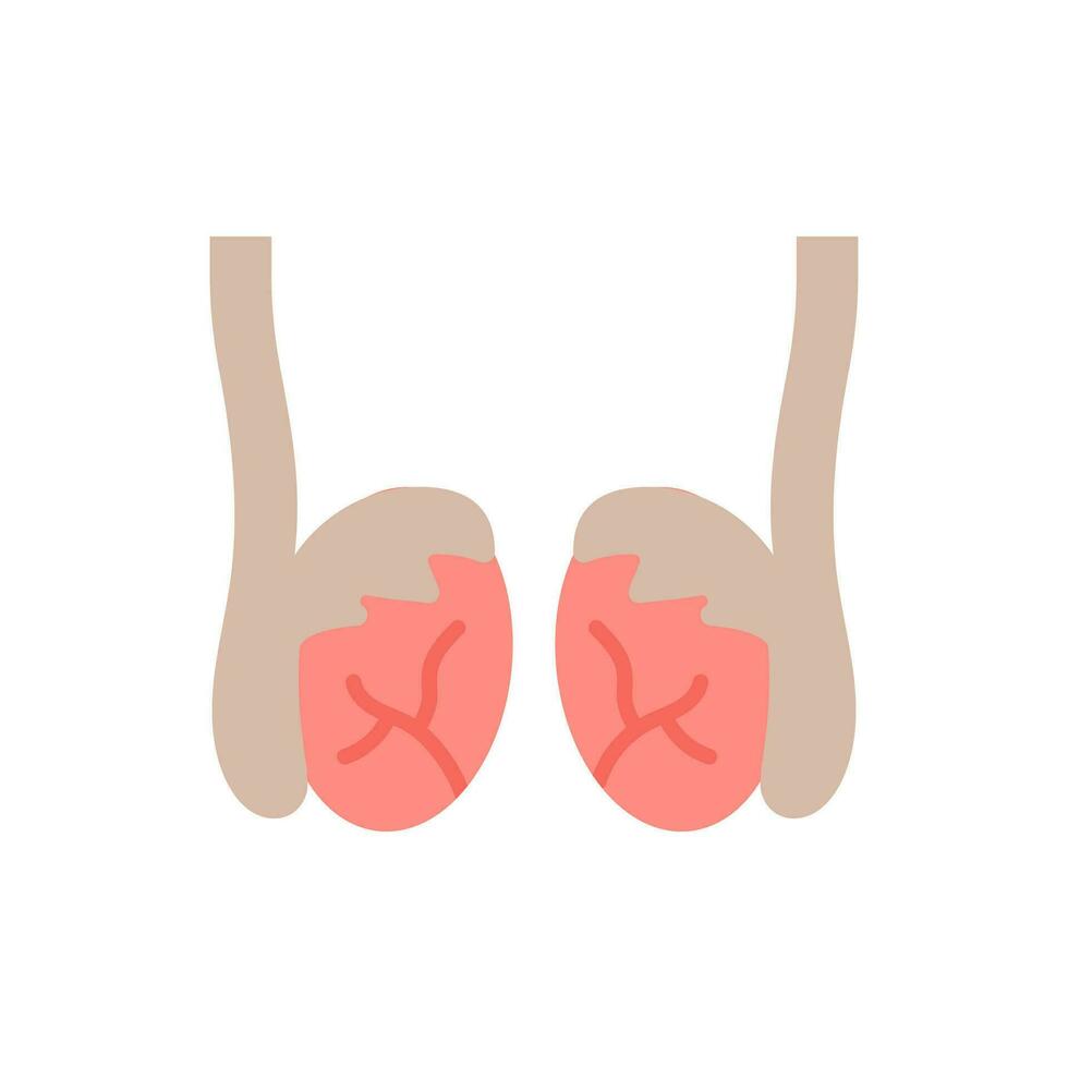 testiculos icono en vector. ilustración vector