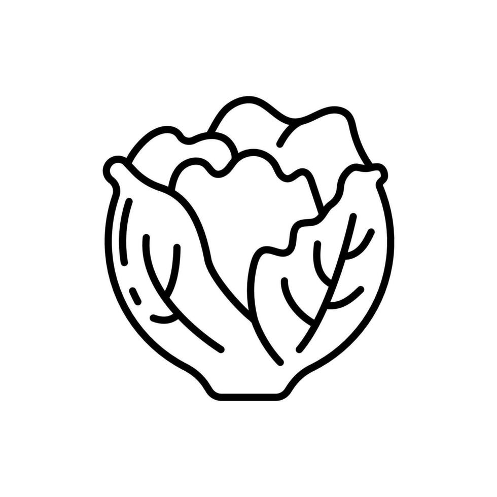 Lettuce icon in vector. Illustration vector