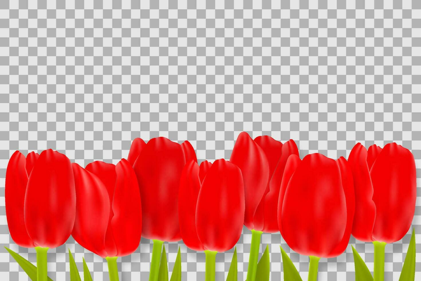 Bouquet of red tulips with space for greeting message. vector