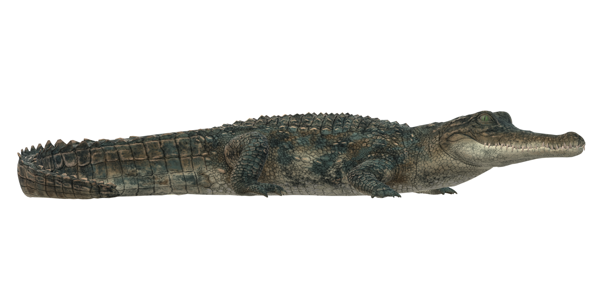 Alligator isolated on a Transparent Background 27540276 PNG
