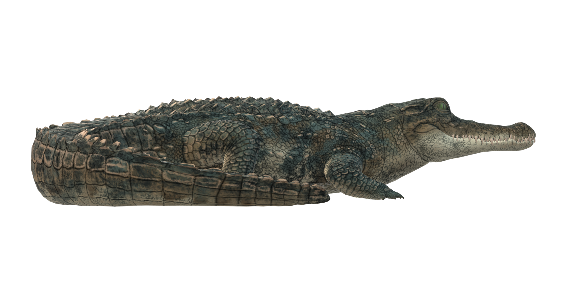 Alligator isolated on a Transparent Background png