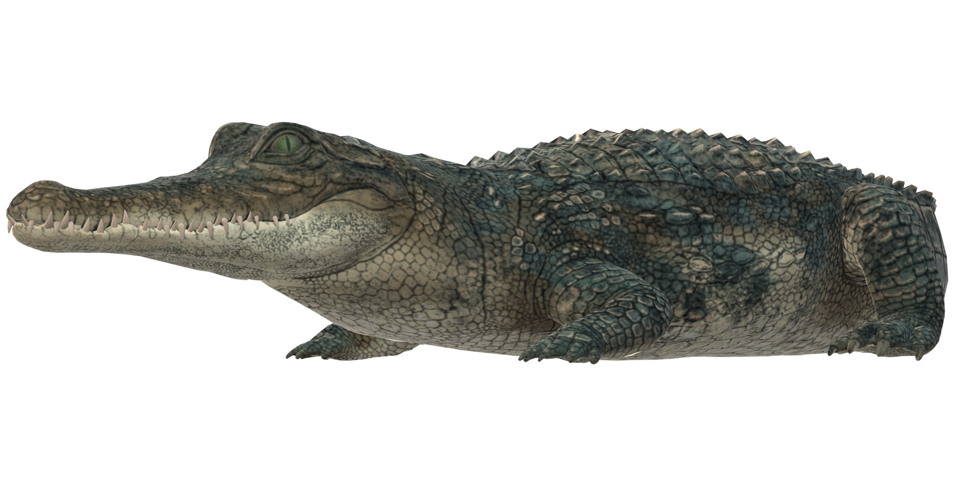 Alligator isolated on a Transparent Background 27540280 PNG