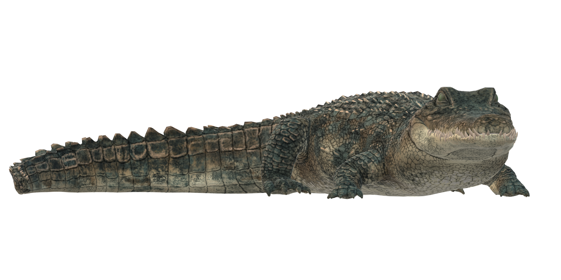 Alligator isolated on a Transparent Background png