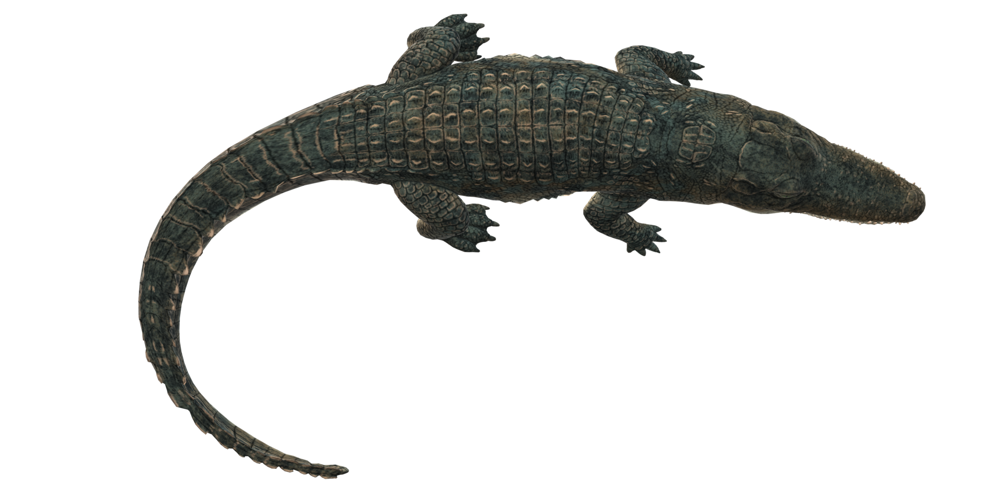 Alligator isolated on a Transparent Background png