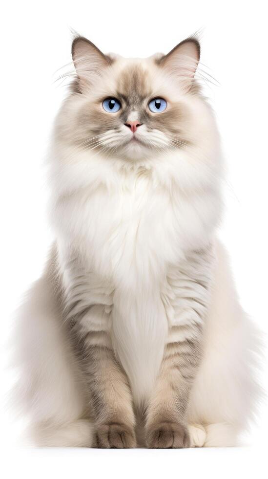 Ragdoll cat sitting on white background photo