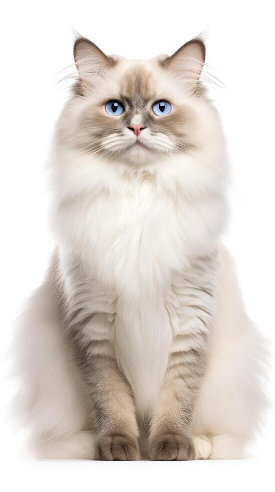 Ragdoll cat sitting on white background AI Generative photo