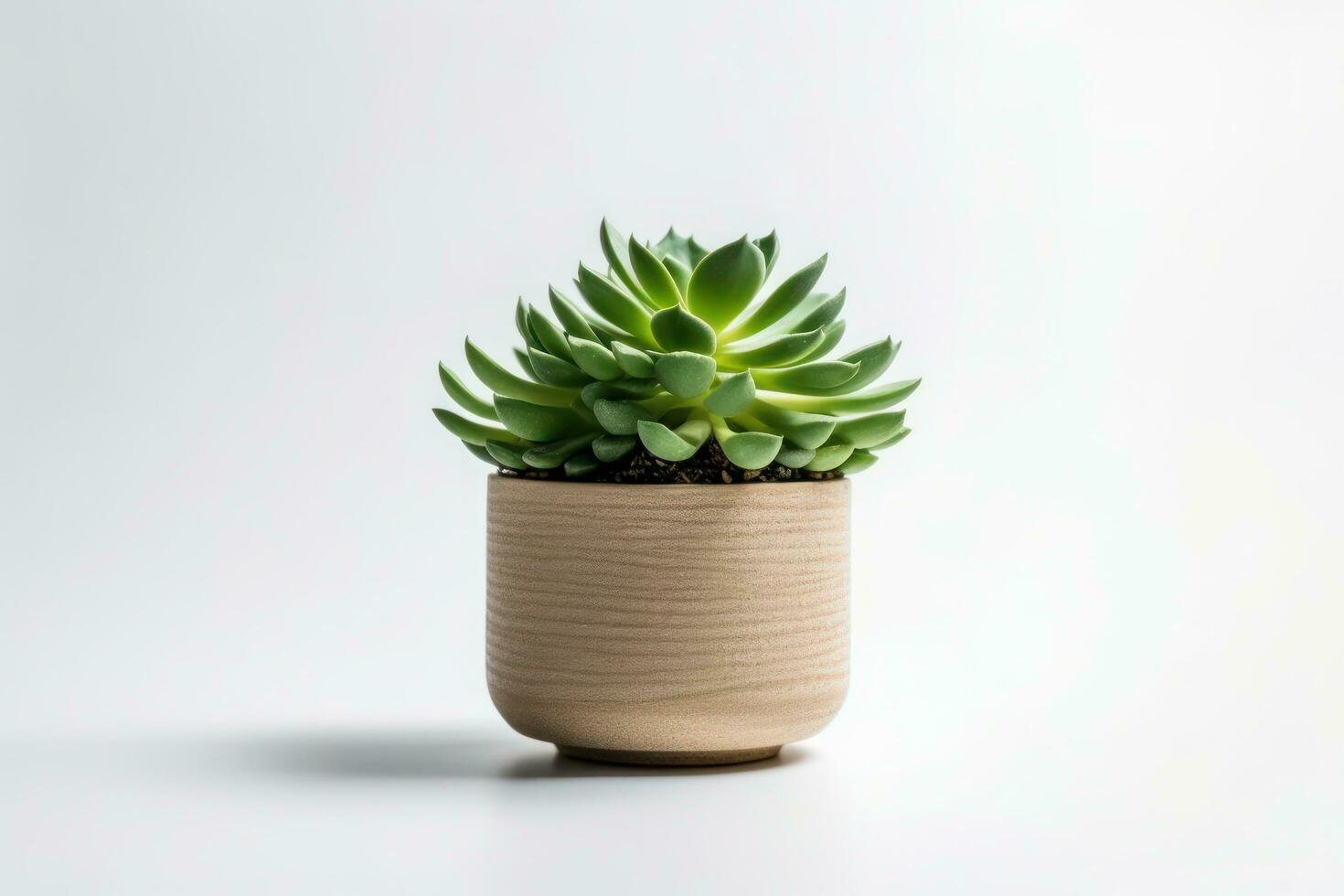 succulent Plant with pot isolated on white background AI Generated photo