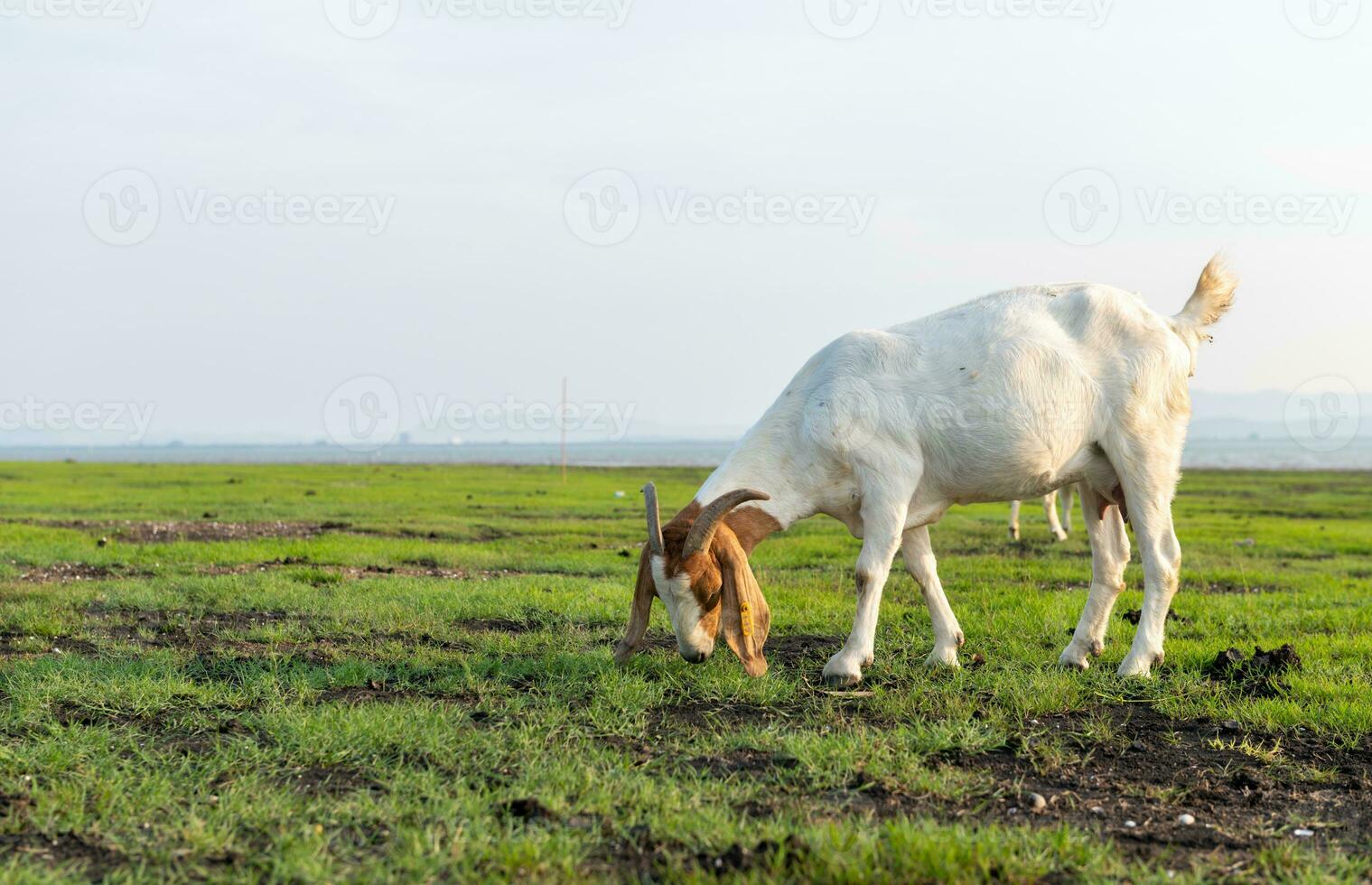 Goats are eating grass in the evening. photo