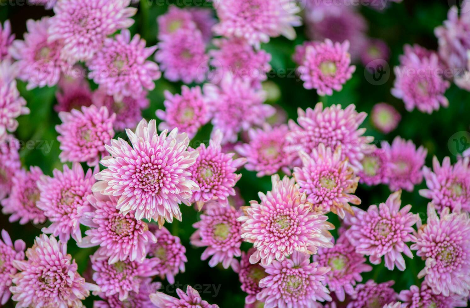 Beautiful pink chrysanthemum background, Top view and flower photo
