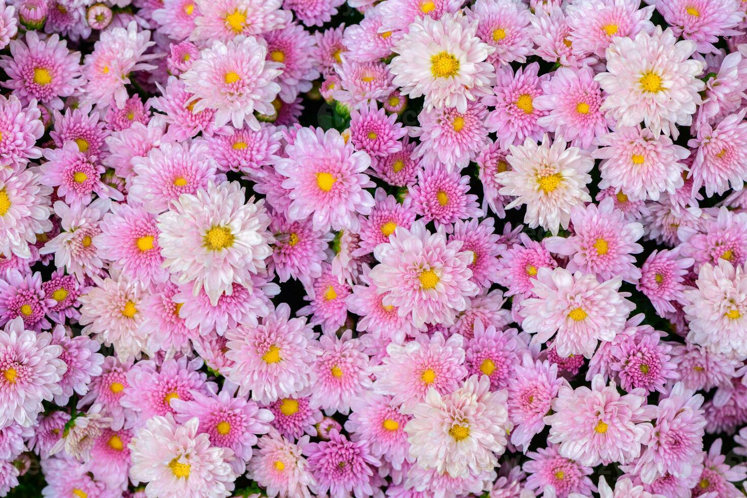 Beautiful pink chrysanthemum background, Top view 27541161 Stock Photo