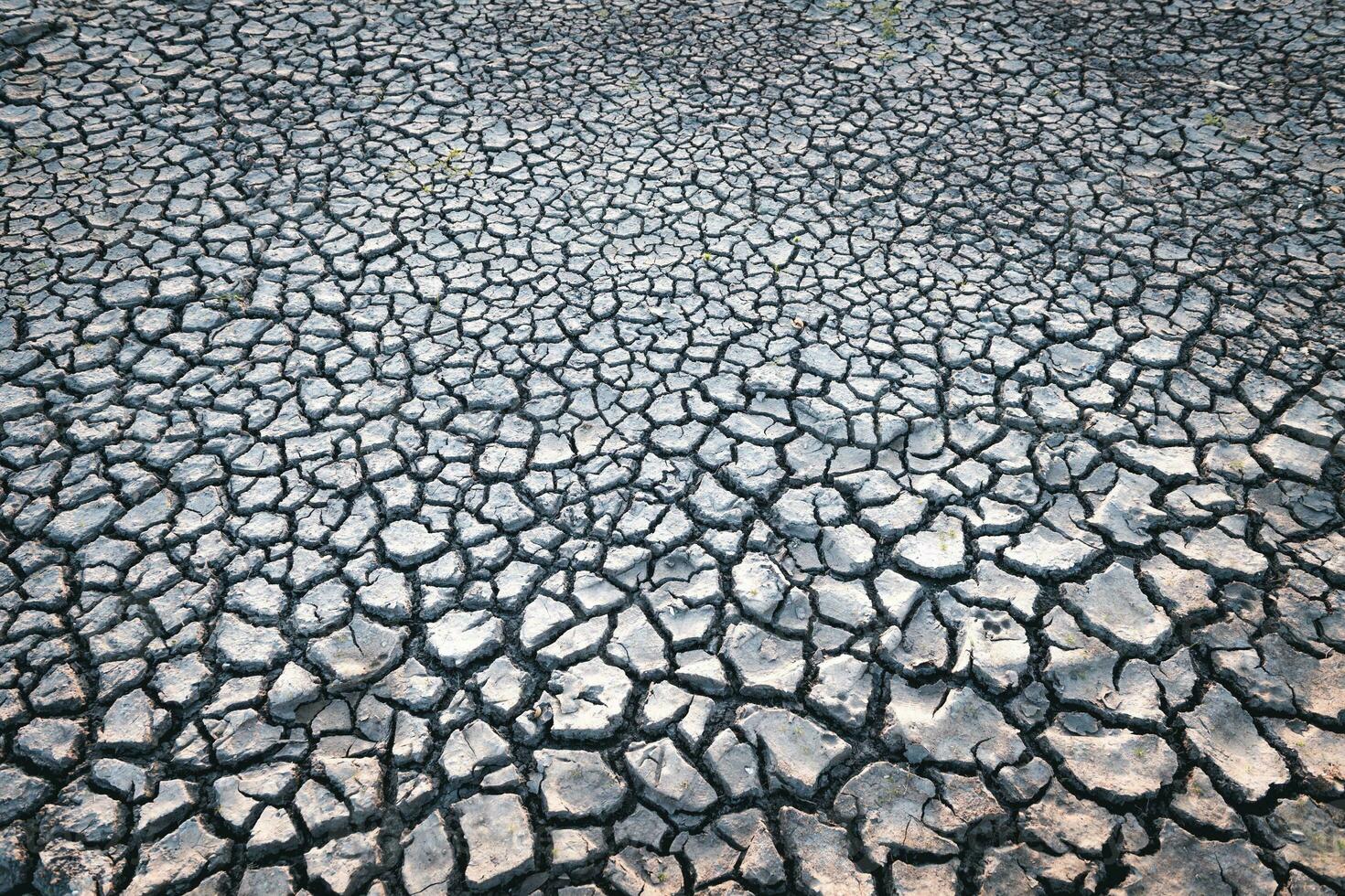 Cracks on the surface of the earth are altered by the shrinkage of mud due to drought photo