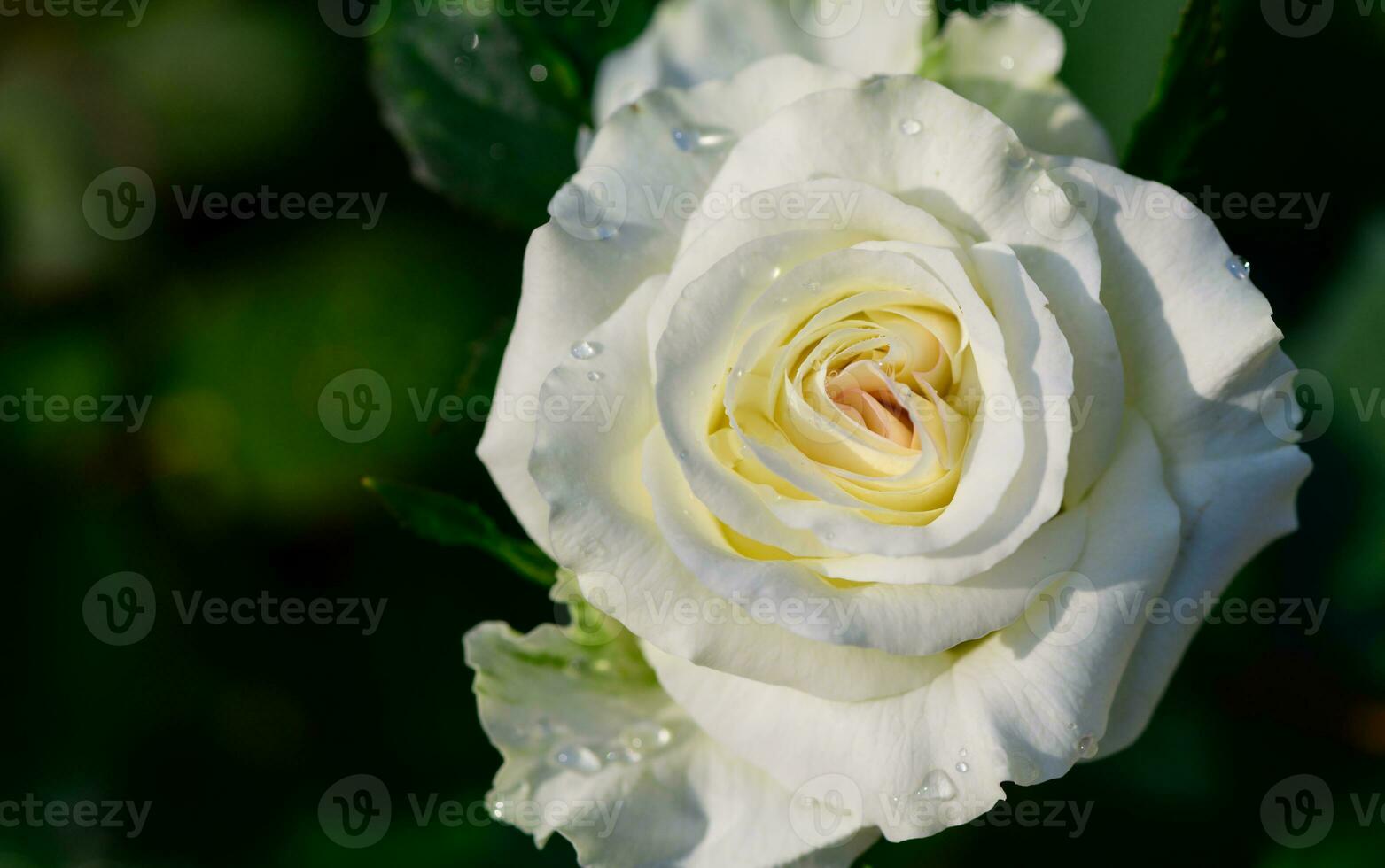 Top view of beautiful light yellow rose in garden, flower and valentines photo