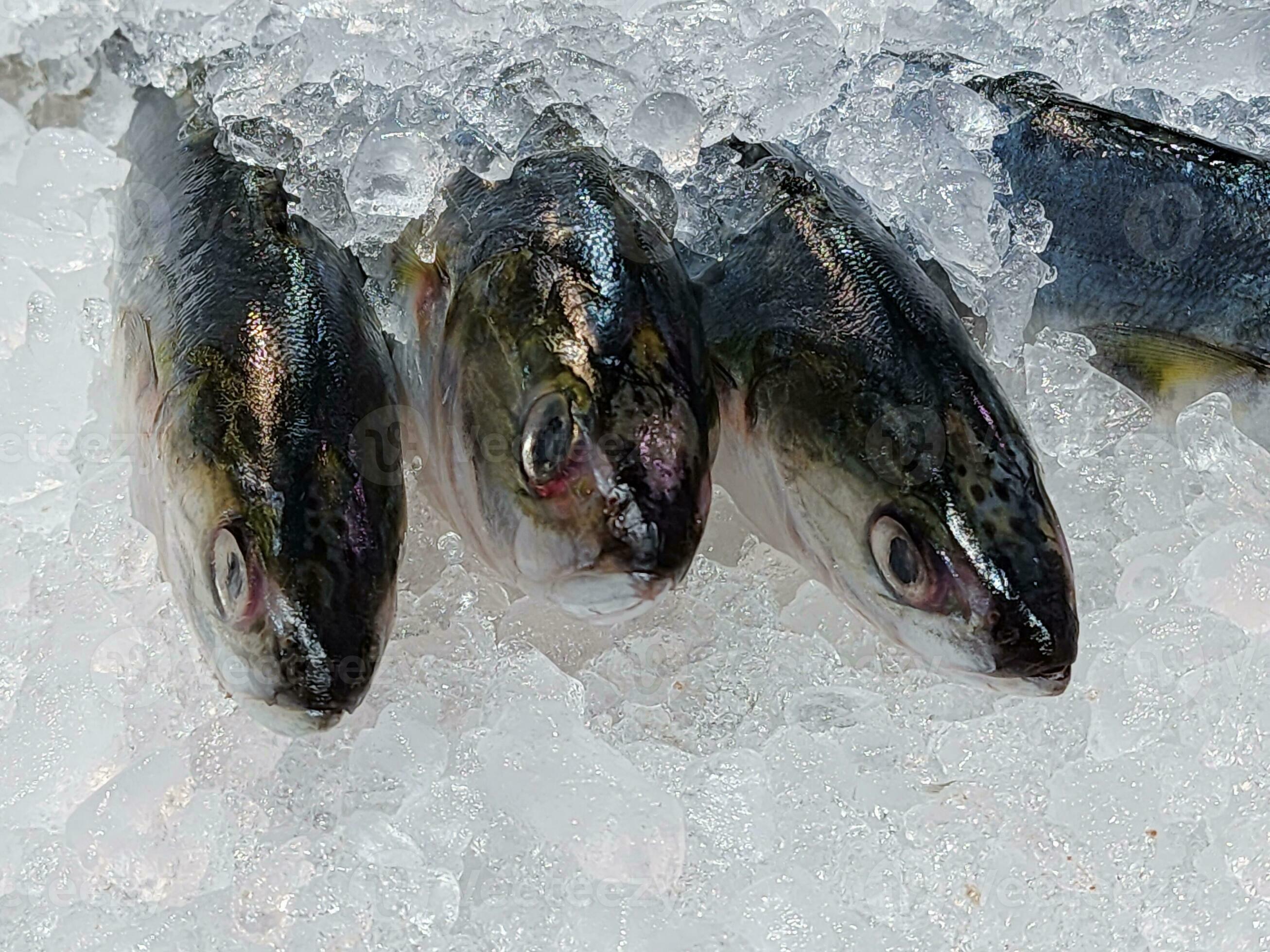 Fresco un pescado congelado hielo en el supermercado 27541498 Foto