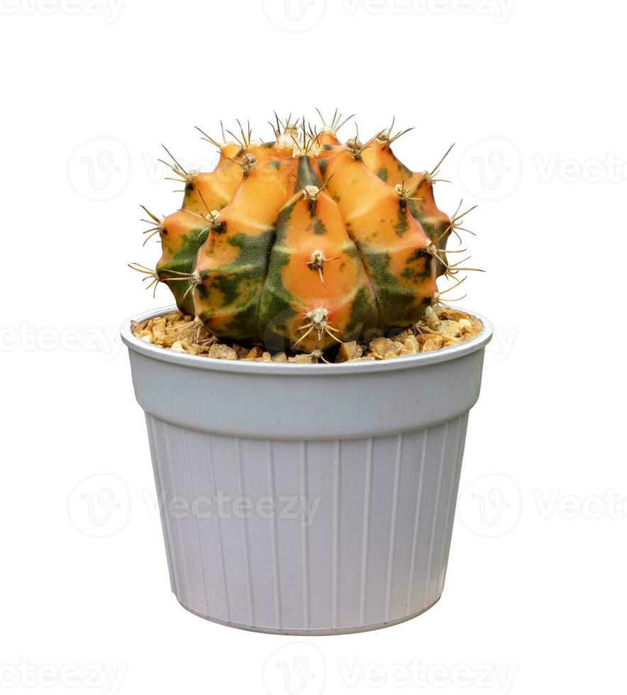 Cactus orange Gymnocalycium variegated in pot isolated on white background photo
