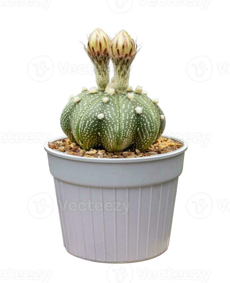 Cactus Astrophytum with flower blooming in pot isolated on white background photo