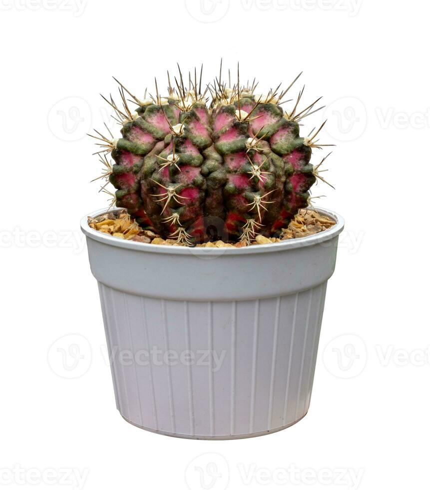 Cactus purple Gymnocalycium variegated in pot isolated on the white background photo
