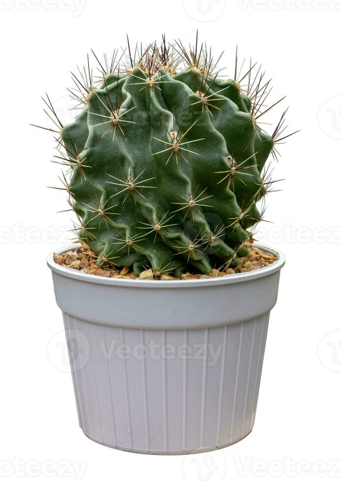 Stenocactus multicostatus miniature brain cactus houseplant in pot isolated on white background for small garden and drought tolerant plant usage photo