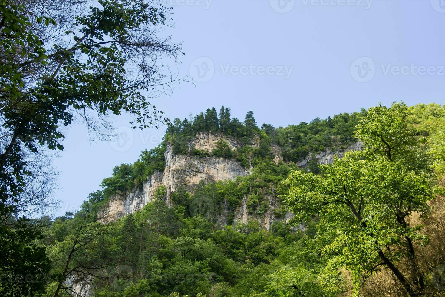 Green tree top over blue sky and clouds background in summer photo