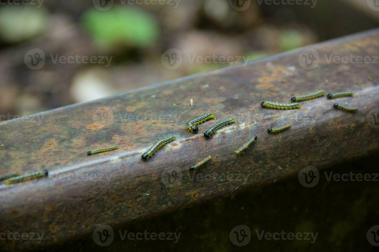 A lot of little black caterpillars boxen firing on the rails of narrow gauge railway. Environmental disaster in Mezmay. photo