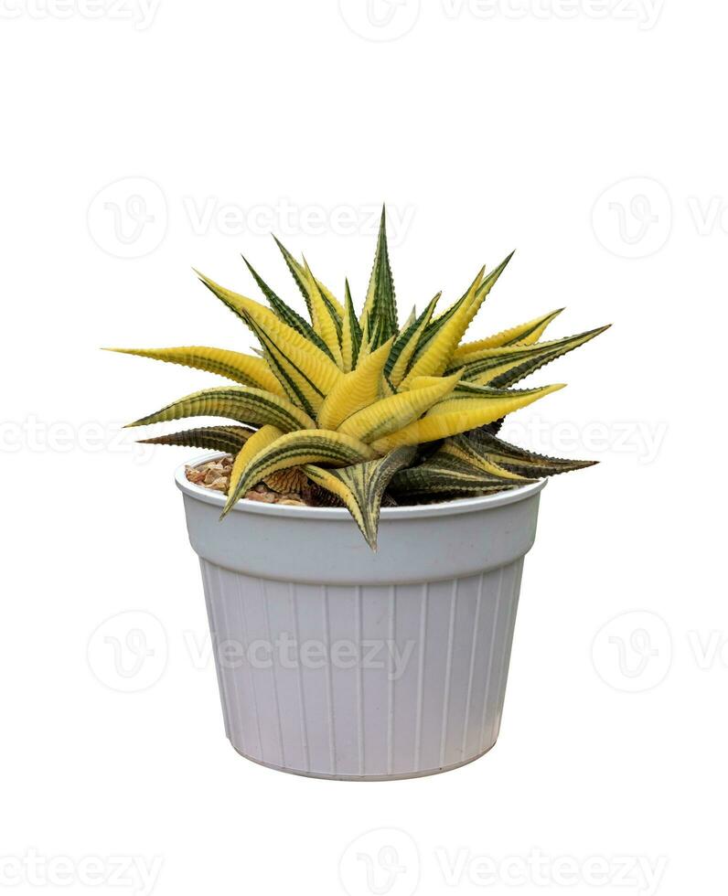 Cactus Haworthia limifolio f. spiralis variegata in pot isolated on white background photo