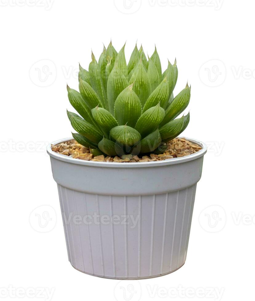 Miniature haworthia cooperi cactus houseplant in pot isolated on white background for the small succulent garden and drought tolerant plant photo