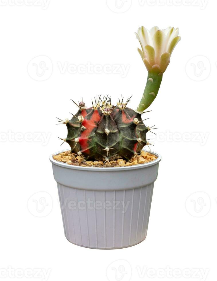Cactus Gymnocalycium variegated with flower blooming in pot isolated on the white background photo