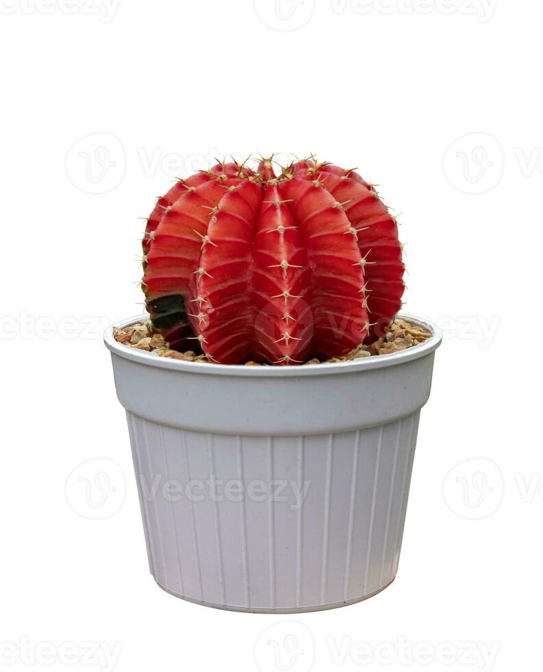 Cactus red Gymnocalycium variegated in pot isolated on the white background photo