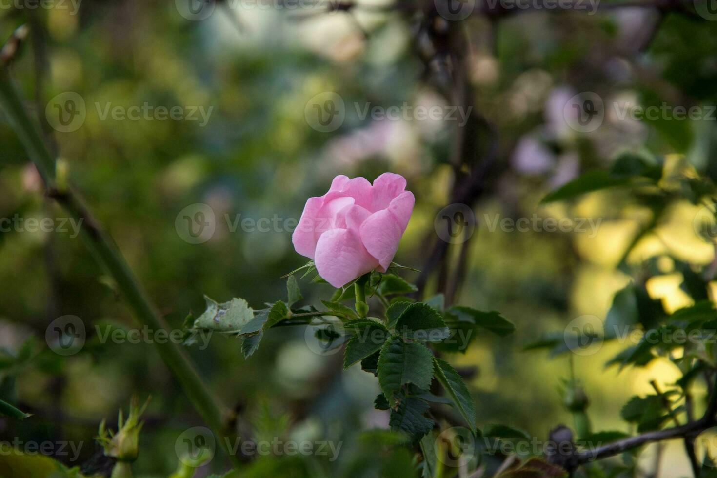 White Wild rose flower aka Rosa acicularis photo