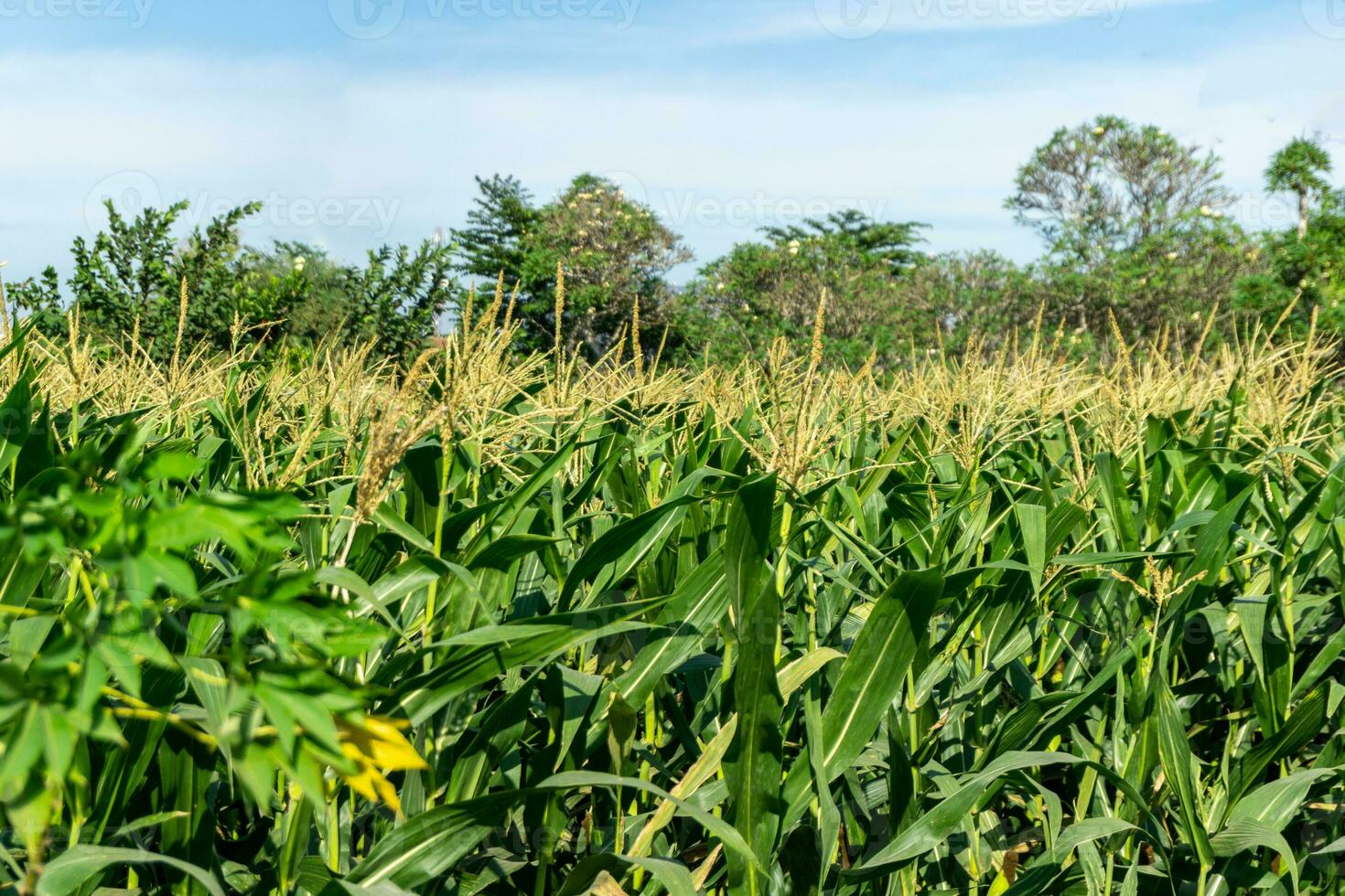 flowering corn shoots in the corn field. photo