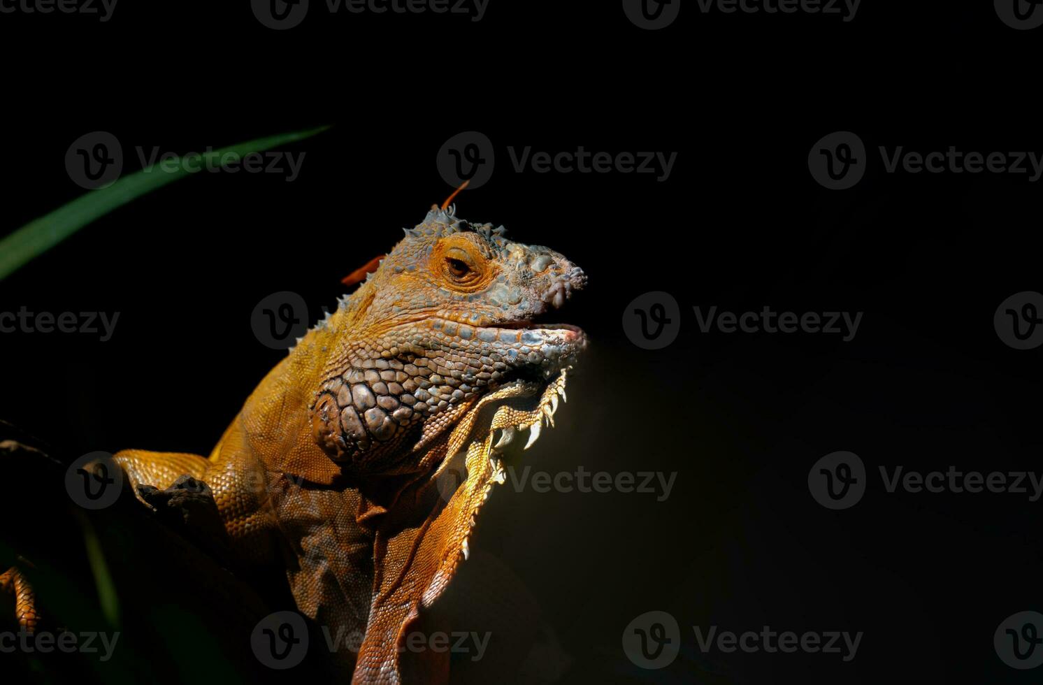Close-up of common green iguana on a black background. photo