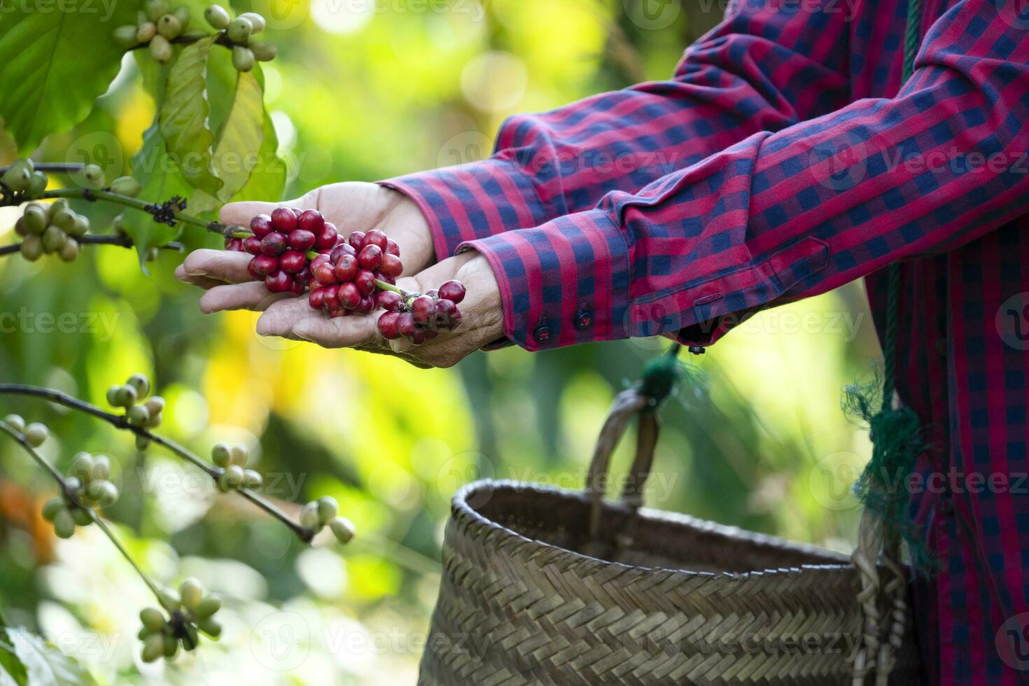 agricultura manos cosecha arábica café Cereza en árbol, concepto de café plantación, café cosecha, café plantación negocio foto