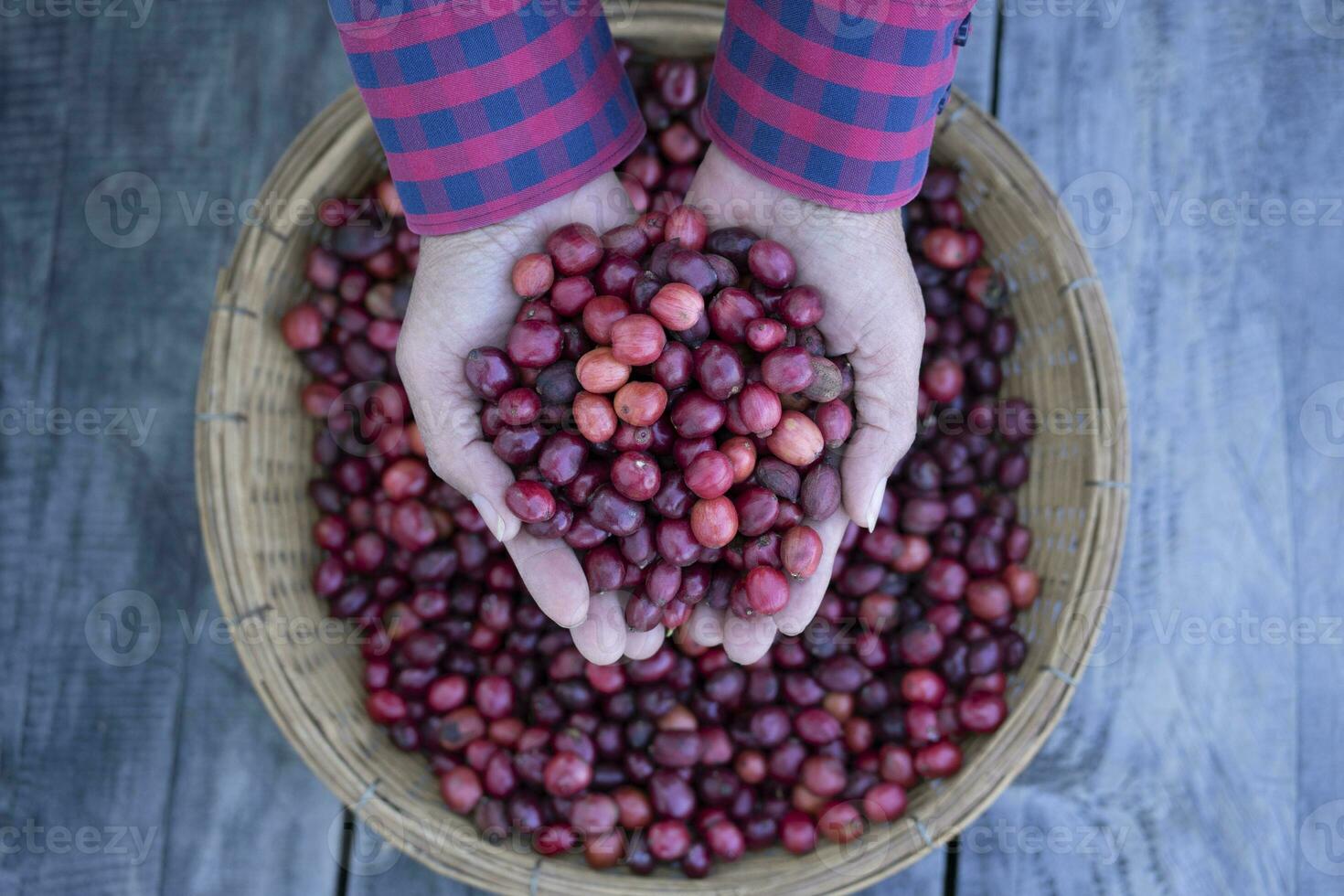 granjero manos participación maduro rojo café frijoles desde cesta, el café Cereza son cosechado antes de siendo tomado a el más lejos el secado proceso. foto